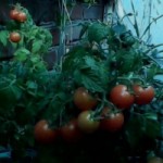 Выращивание помидоров на балконе