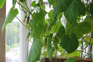 Овощи на балконе, выращивание на лоджии томатов, клубники