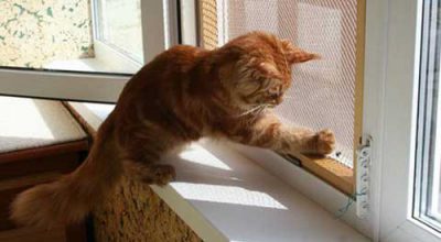 Как самому установить сетку антикошка на окно, простой способ защиты животного